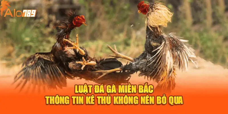 Luật Đá Gà Miền Bắc - Thông Tin Kê Thủ Không Nên Bỏ Qua