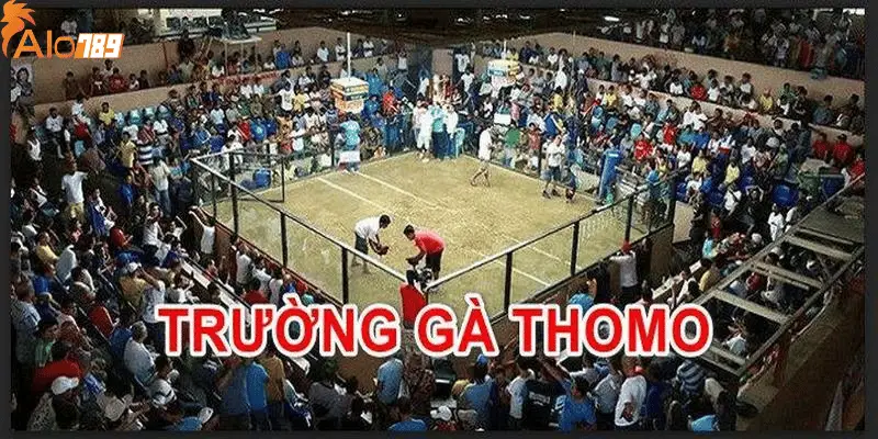 Trường Gà Thomo - Thánh Địa Quy Tụ Các Thần Kê Đẳng Cấp